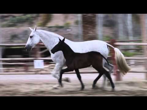 Grey Andalusian Mare