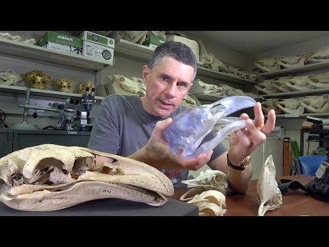 Random Act of Anatomy - moa skull - Dinornis robustus
