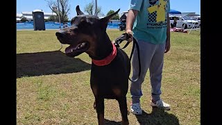 Video preview image #4 Doberman Pinscher Puppy For Sale in FORT LAUDERDALE, FL, USA