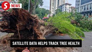 Download lagu MBPP using satellite-based tech to monitor tree health mp3