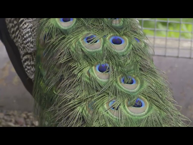 Җирлегебез фермеры