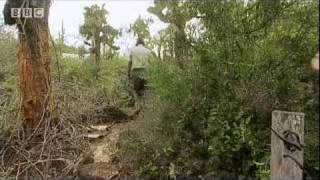 Equator: Galapagos Tortoise - Lonesome George&#39;s Story
