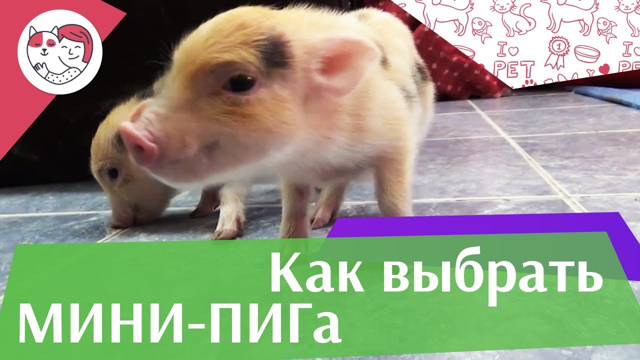 5 особенностей ухода за золотистым ретривером