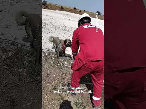 Köpekleri Kurtardı, İşinden Oldu!