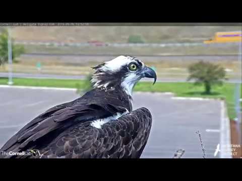 Hellgate Osprey Iris