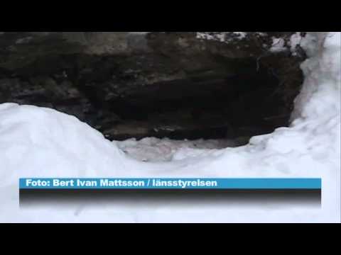 Här attackerades pojken av björnen