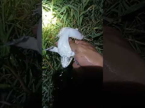 Nag ilaw ako ng palaka /Catching frog Night