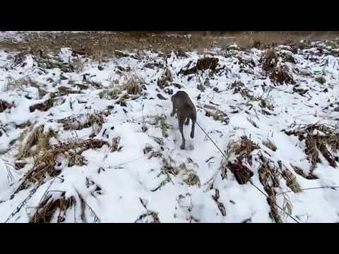 Wie arbeite ich einen jungen Weimaraner auf Schweiß ein