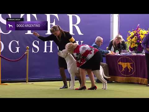 Dogo Argentinos | Breed Judging 2024