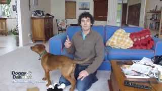 How To Train Your Dog Not To Bark - Stop Dog Barking