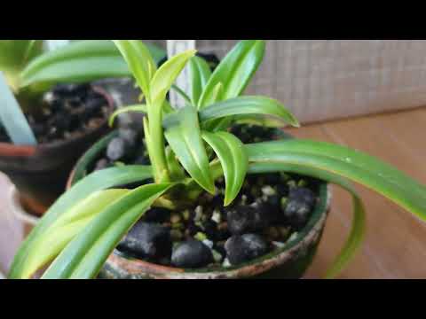 園芸 フラグミペディウム