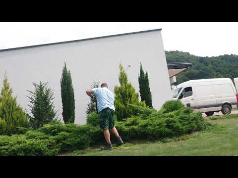 Trimming conifers