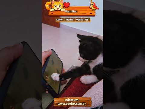 Vídeo de Hamilton