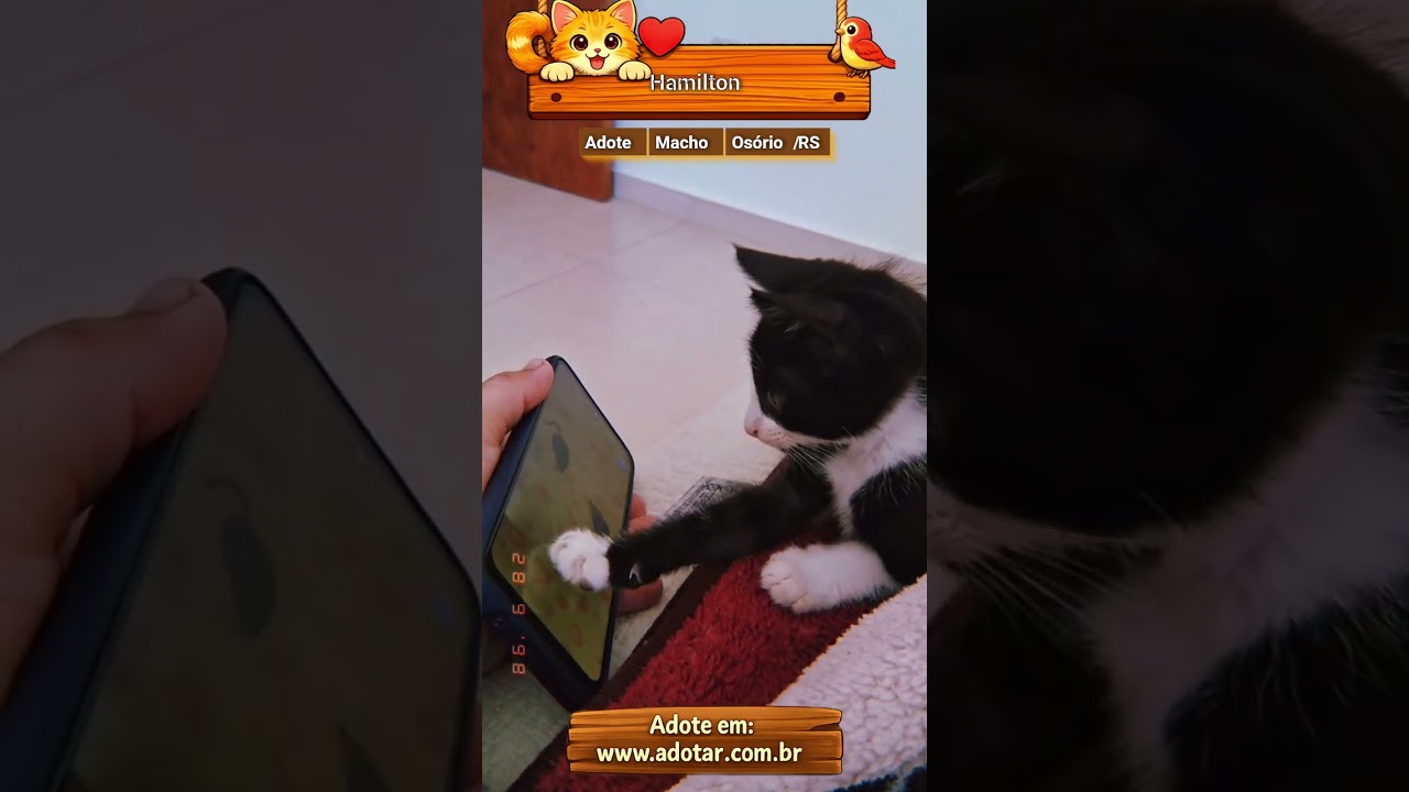 Gato raça SRD-ViraLata idade 2 a 6 meses nome Hamilton