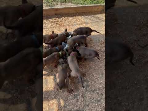 Belgijski Ovčar - Mailnoa video thumbnail