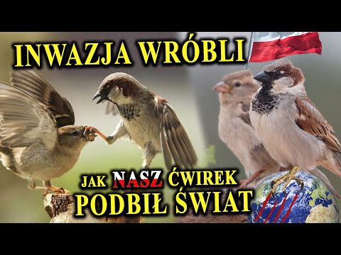 Small but Mad - How the Sparrow Conquered Poland and the World?