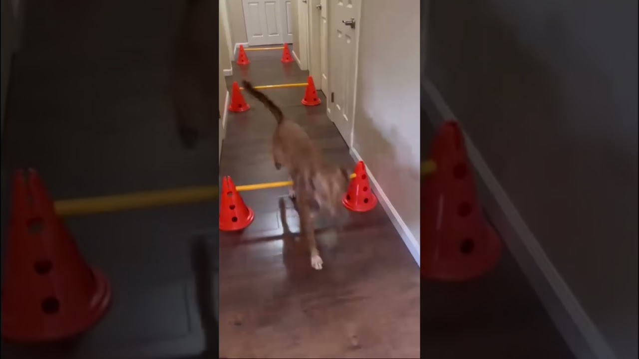 Enlarge Penny, a Adoptable Labrador Retriever in San Diego, CA video 6/6