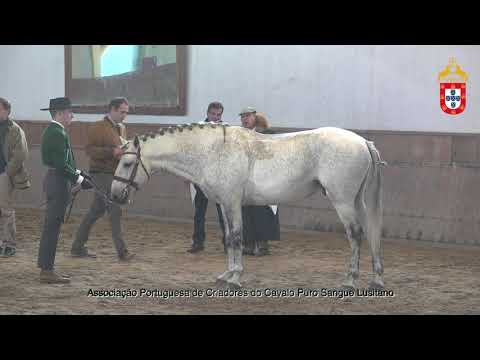 230128 24 Jamal de Rio Frio - Aprovação de Garanhões