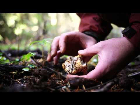 Mushroom Hunting For Chanterelles, Lion's Mane & More Video