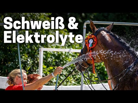 Wann braucht ein Pferd Elektrolyte? | Alles über Schweiß!