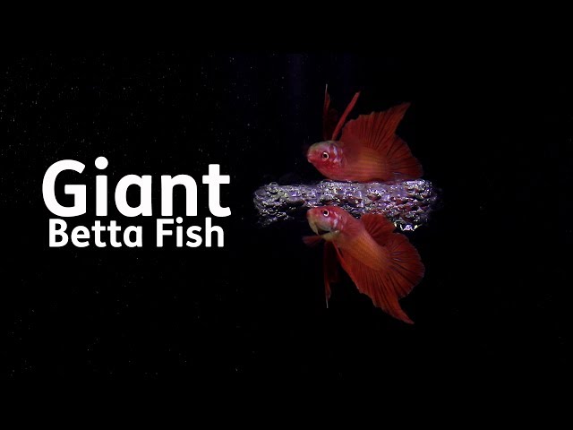 Giant Betta Fish