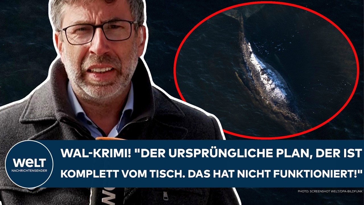 INSEL POEL: Drama um Buckelwal! "Und in dieser Mulde befindet sich also Timmy!" Die aktuelle Lage!