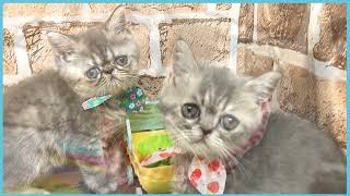 ペットショップCOO&RIKU No00703526(エキゾチック)