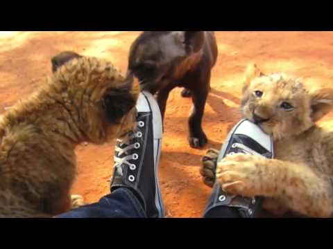 Makkaw website with VFX