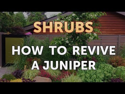 How to Prune a Bottlebrush Shrub