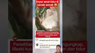 Download lagu Turns out they’re sleeping in the bushes 😪😪 mp3 Download lagu Turns out they’re sleeping in the bushes 😪😪 mp3