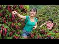 Sour Strawberry Harvesting Fresh Strawberries To Market And Making Syrup