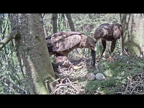Latvian LSE~Andris brings a huge vole~1:06 pm 2020/05/25