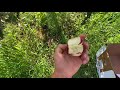 William’s Pride, Early Apple variety