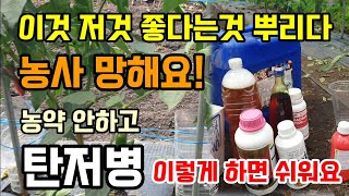 이것저것 좋다는것 뿌리다 농사 망해요 농약 없이 탄저병 이렇게 예방해요 고온기 유황 및 약제 살포시 주의사항