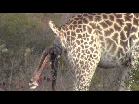 Incredible! Giraffe giving birth in the wild!