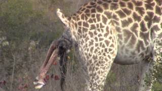 Incredible! Giraffe giving birth in the wild!