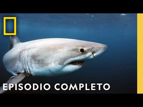 Los Tiburones Más Peligrosos del Mundo: ¡Descúbrelos! | Nat Geo en Español