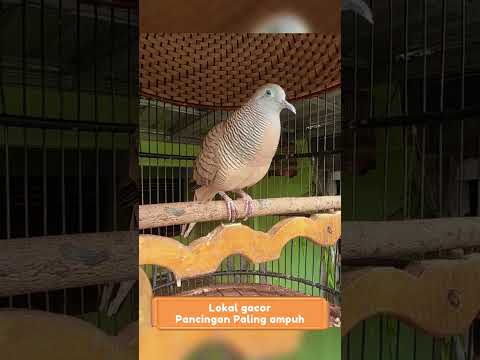 Zebra Dove call Perkutut Lokal Gacor Suara Topcer Pancingan Paling Ampuh  #perkututgacor #birds