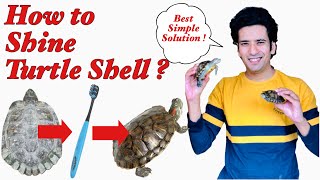 How to Clean Algae on Turtle Shell | How to shine turtle shell | Clean turtle shell | Healthy shell