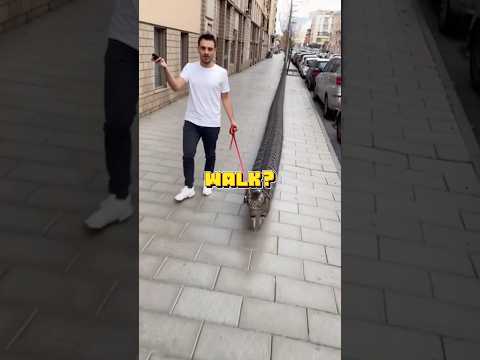 Imagine it’s time to walk a pet! Which one would you walk 🐾🚶‍♂️✨