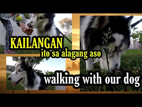 KAILANGAN BA ANG ALAGANG ASO// PALAKARIN