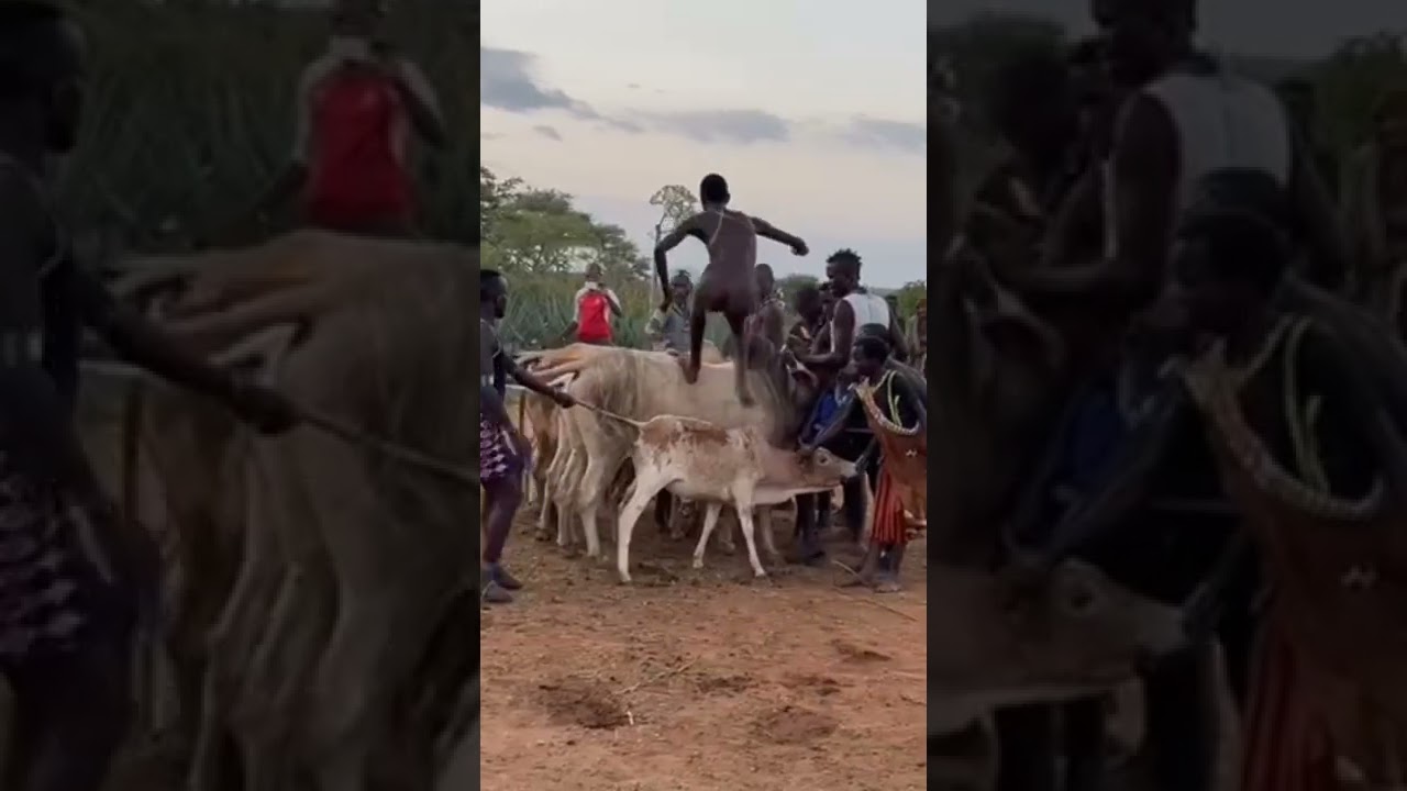 Bull Jumping ritual at Omo Valley #ethiopia #africa #bbcearth
