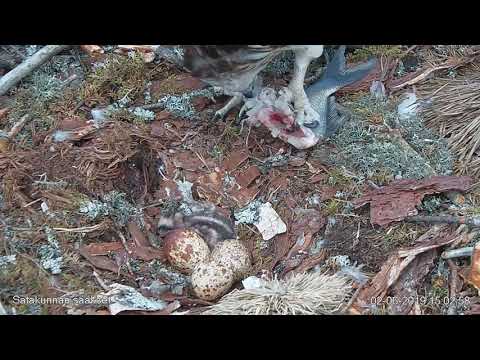 2.6.2019 - #1 - First Feeding of the First Chick