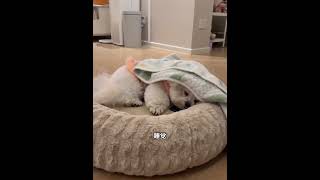 Just a false alarm 😮‍💨🐶 #CutePets #LifeWithDogs#DailyPet #PetVlog#EverythingIsCute #HealingPets