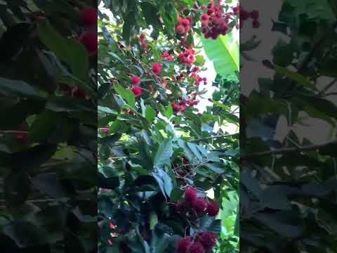 Rambutan.🌳 #shorts #fruits