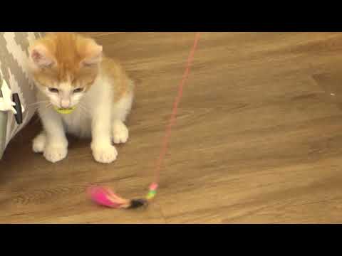 Catffeinated's Pansy being playful