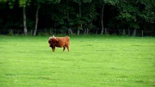 preview picture of video 'Highland Cattle at Drumnadrochit'