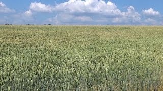 preview picture of video 'Wheat Field, Reuilly, Centre, France, Europe'