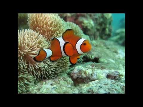 砂辺でダイビング2014.10.26