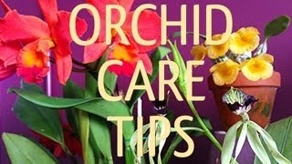 How to Care for Orchids" | ORCHID CARE TIPS : Cattleya, Dendrobium and The Cockleshell Orchid